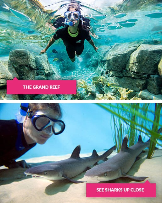 Grand reef swim and sharks